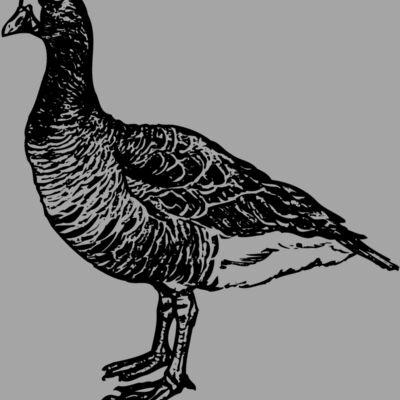 BIRD105 Thumbnail