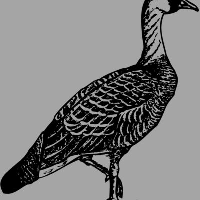 BIRD107 Thumbnail