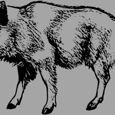 BOAR0001 Thumbnail