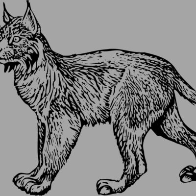 BOBCAT01 Thumbnail