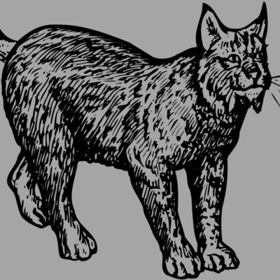 BOBCAT02 Thumbnail