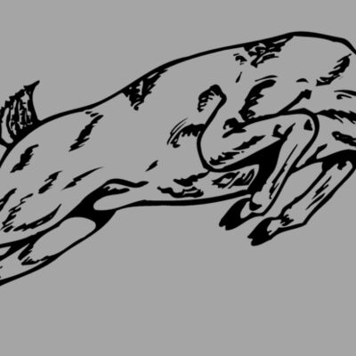 DEER020 Thumbnail