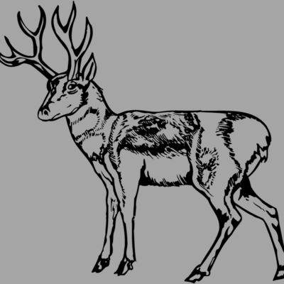 DEER025 Thumbnail