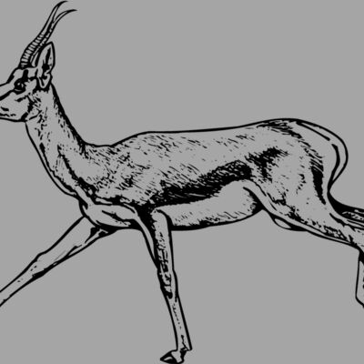 GAZELL03 Thumbnail