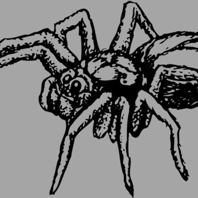 SPIDER04 Thumbnail