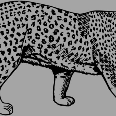 LEOPARD1 Thumbnail