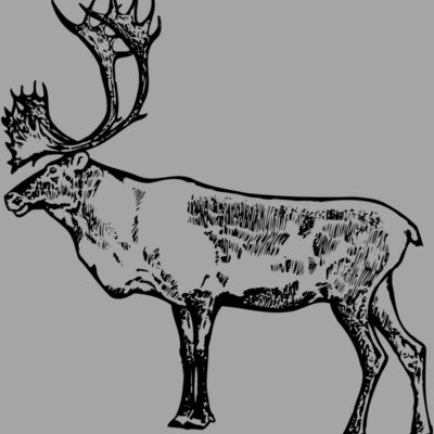 MOOSE003 Thumbnail