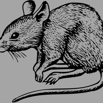 MOUSE001 Thumbnail