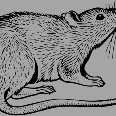 MOUSE003 Thumbnail