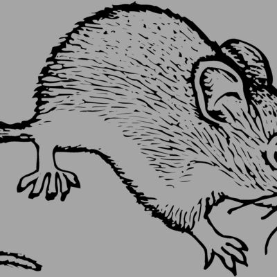 MOUSE005 Thumbnail