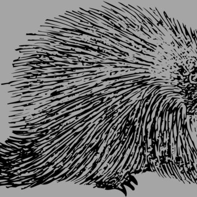 PORC002 Thumbnail