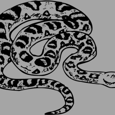 SNAKE001 Thumbnail