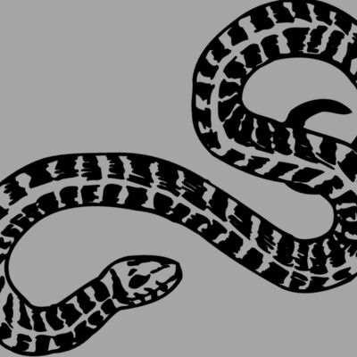 SNAKE009 Thumbnail