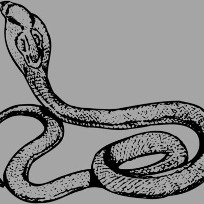 SNAKE014 Thumbnail