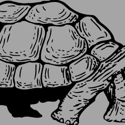 TURTLE01 Thumbnail