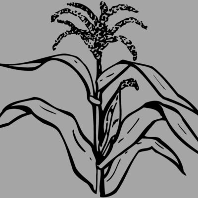 GRAIN002 Thumbnail