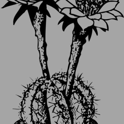 CACTUS03 Thumbnail