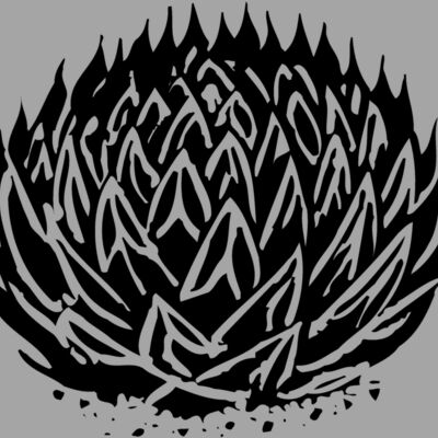 CACTUS06 Thumbnail