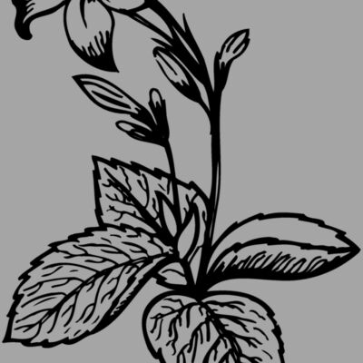 FLOWER06 Thumbnail