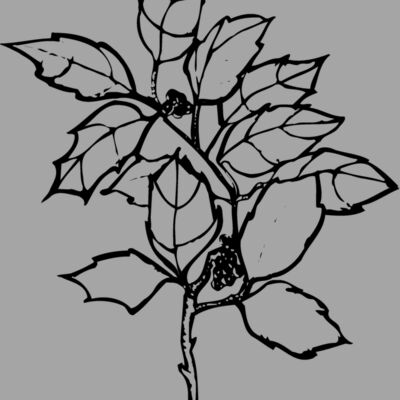 FLOWER08 Thumbnail
