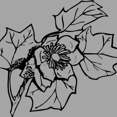 FLOWER09 Thumbnail