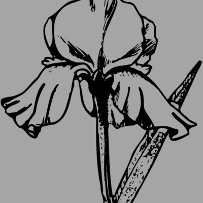 FLOWER11 Thumbnail