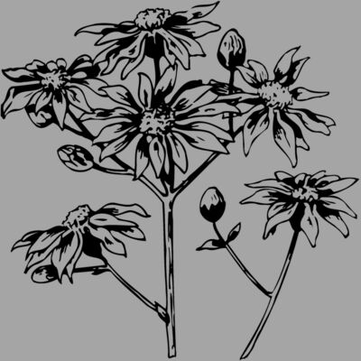 FLOWER28 Thumbnail
