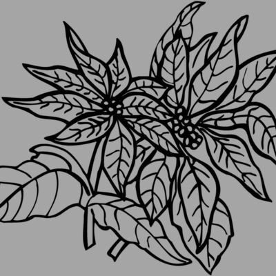 FLOWER29 Thumbnail
