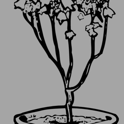 PLANT04 Thumbnail
